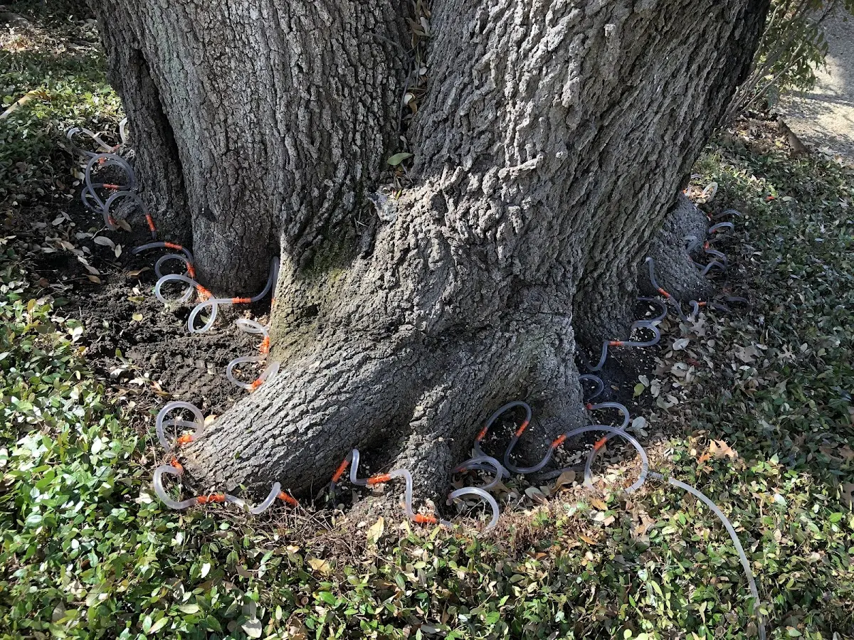 Detailed Tree Cabling and Bracing job site in Amorita