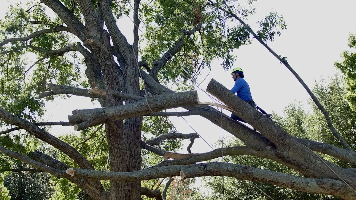 Professional Crown Thinning performed by certified arborists in Amorita