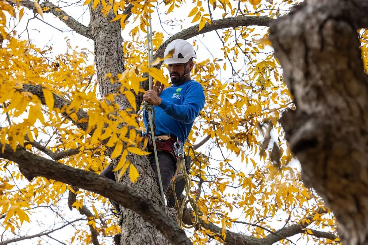 Skilled Tree Pruning crew working in Amorita