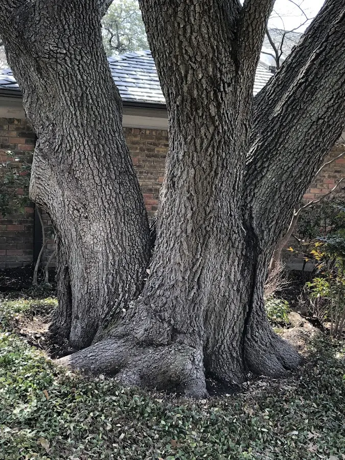 Mature heritage tree close to a Amorita property cared for by certified arborists